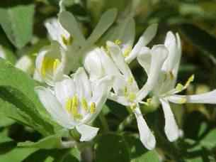 Honeysuckle Bush