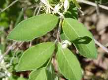 Honeysucklebush