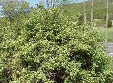 Honeysucklebush