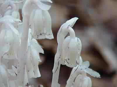 Indian Pipes