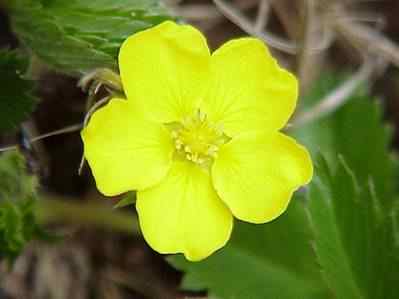 Indian Strawberry