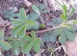 Indian Strawberry