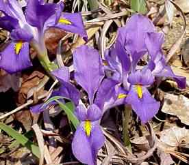 Dwarf Iris
