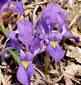 Dwarf Iris
