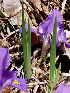Dwarf Iris