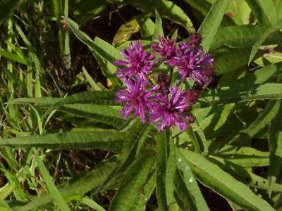 Iron Weed