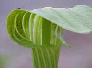 Jack in the pulpit