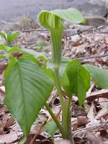 Jack-in-the-pulpit