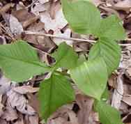 Jack in the pulpit