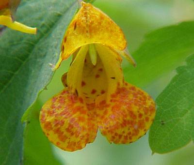 Jewelweed