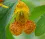 Jewelweed