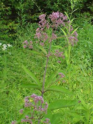 Joe-pye weed