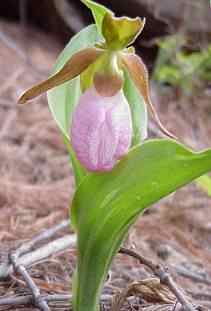 Pink Lady Slipper