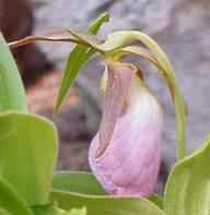 Lady Slipper