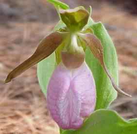 Pink Lady Slipper