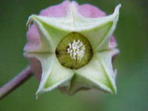 Leather Flower