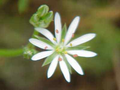 Lesser stitchwort