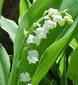 Lily of the Valley