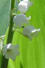 Lily of The Valley
