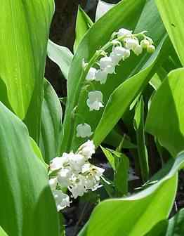 Lily of the Valley