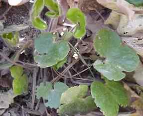Liverwort