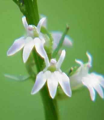 Pale Lobelia