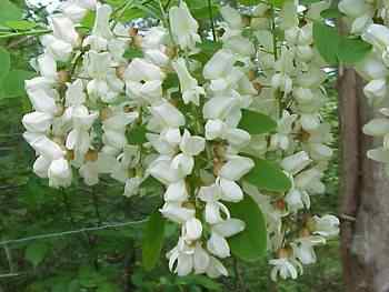 Black locust