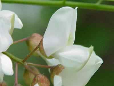 Black Locust