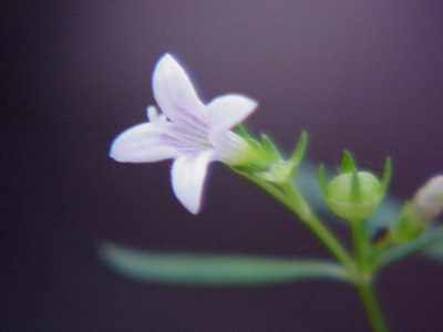 Long leaf bluets