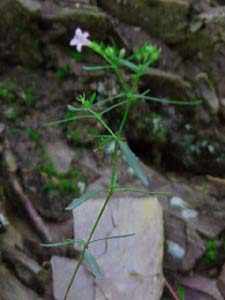 Long leafed Bluets