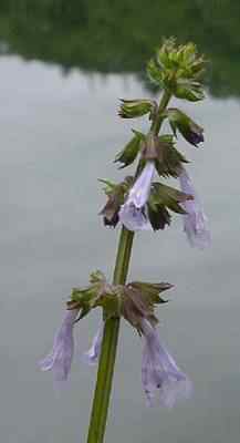 Lyre Leaf Sage