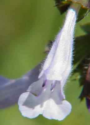 Lyre Leaf Sage