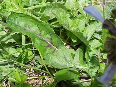 Lyre Leaf Sage