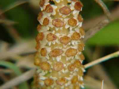 Mare's Tail Flower Stalk