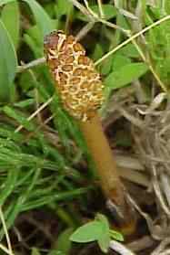 Mare's Tail Flower Stalk