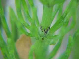 Mare's Tail Stem