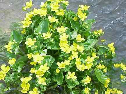 Marsh Marigold