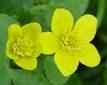 Marsh marigold