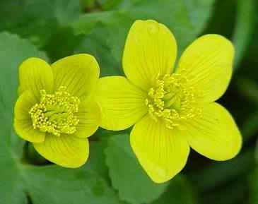 Marsh Marigold