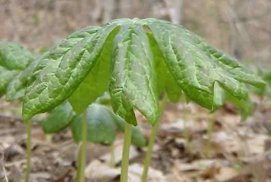 Mayapple