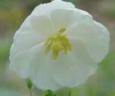 May apple flower