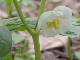 May apple Flower