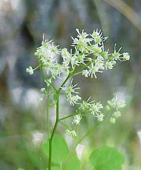 Meadow rue