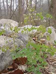 Meadow Rue