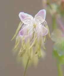 Meadow Rue