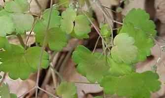 Meadow Rue