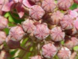 Purple Milkweed