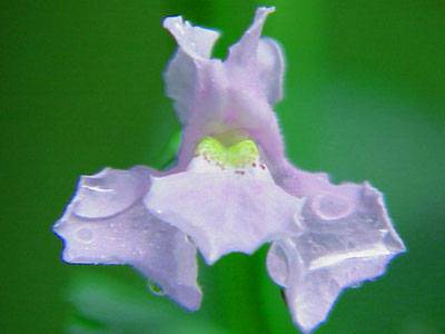 Monkeyflower (mimulus ringens)