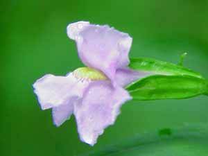 Monkeyflower (mimulus ringens)