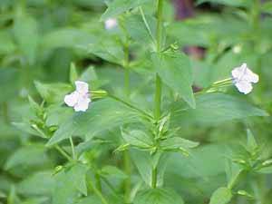 Monkeyflower